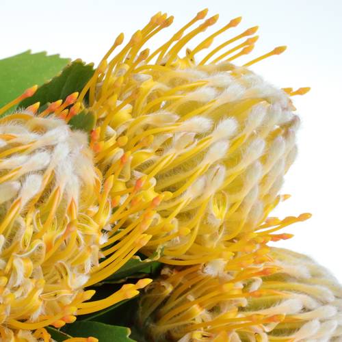 Nutans gelb Super Gold 40cm