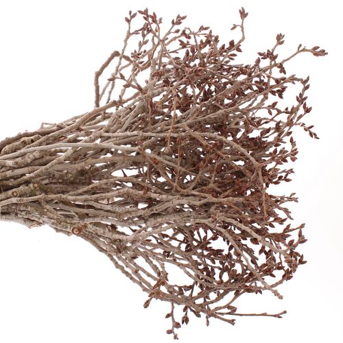 Peuplier braun 55cm pro bund