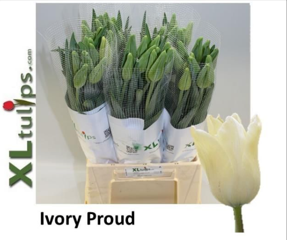 Franz.weiss/creme Ivory Proud 60 Gramm 55cm