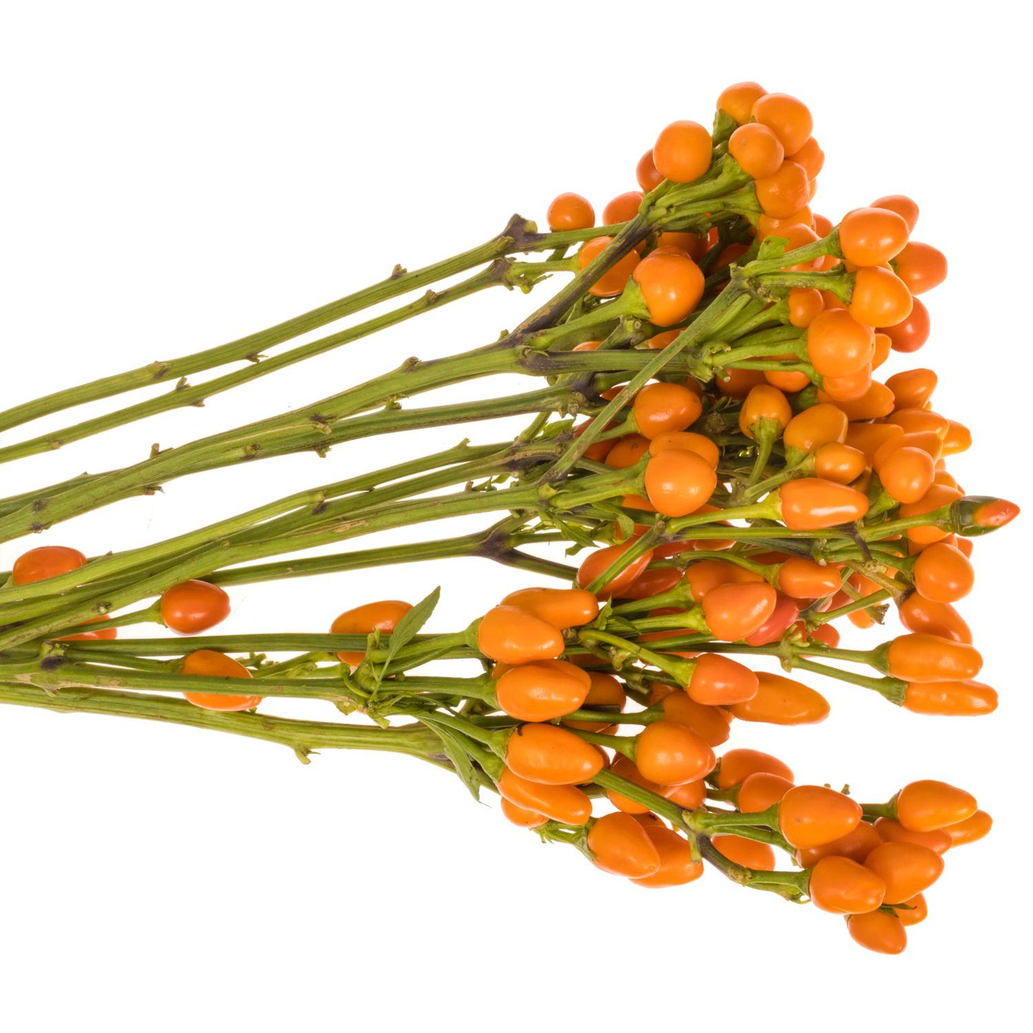 Zierpfeffer orange Orange Candy 45cm