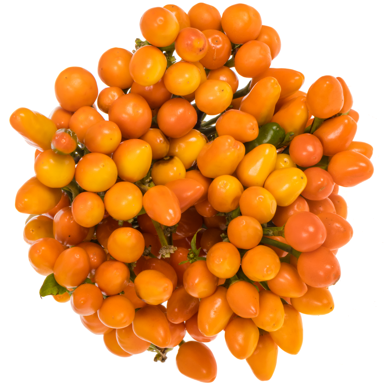 Zierpfeffer orange Orange Candy 45cm