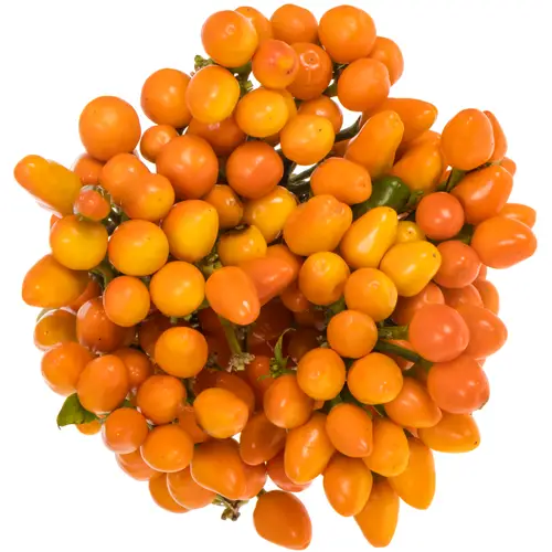 Zierpfeffer orange Orange Candy 45cm