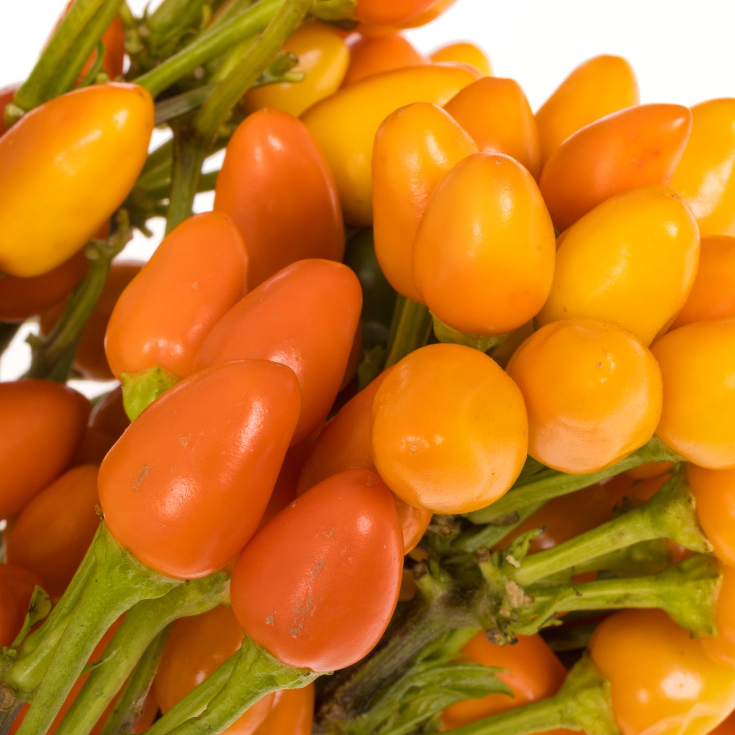 Zierpfeffer orange Orange Candy 45cm