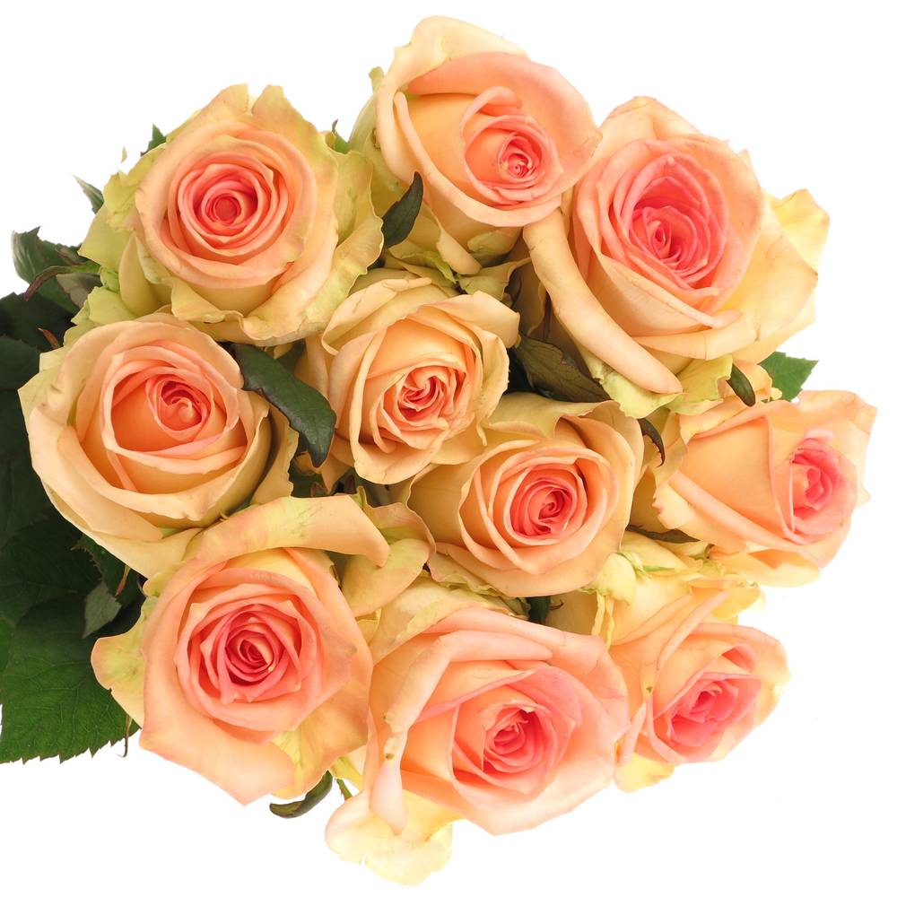 Rose creme/rosa Moyhe 60cm