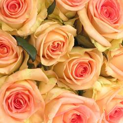 Rose creme/rosa Moyhe 60cm