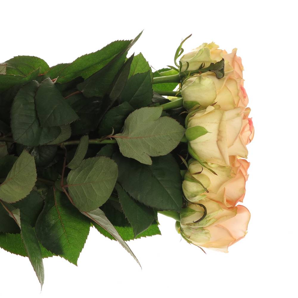 Rose creme/rosa Moyhe 60cm