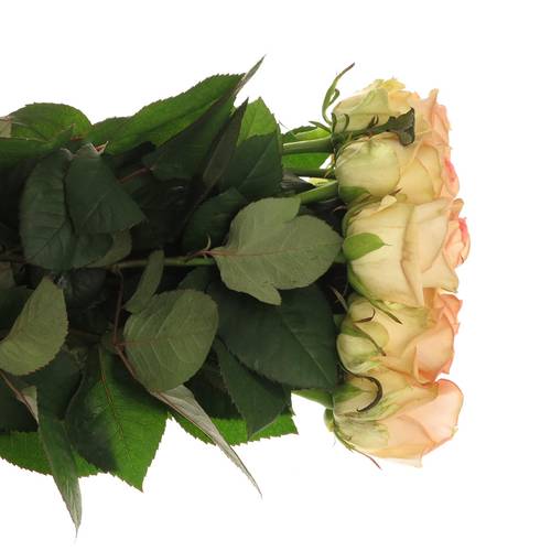 Rose creme/rosa Moyhe 60cm