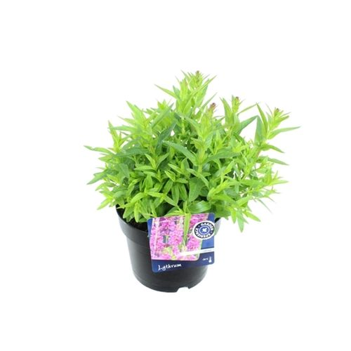 Lythrum Salicaria T17 H030
