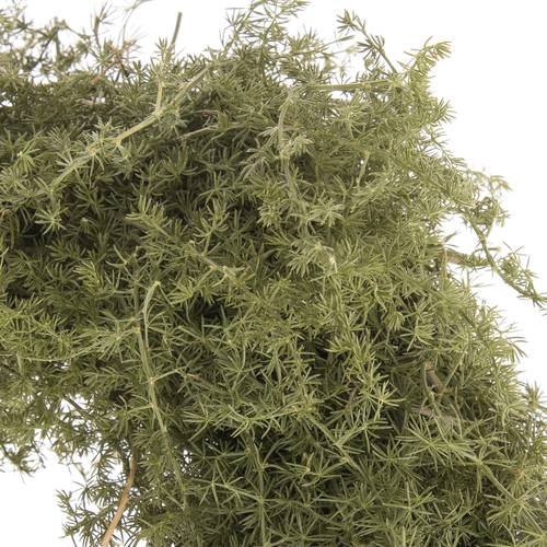 Kranz Asparagus natur D30cm