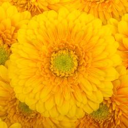 Germini gelb Pomponi Sunlight