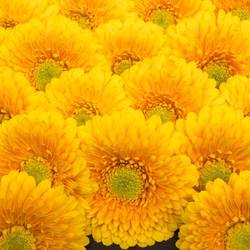 Germini gelb Pomponi Sunlight