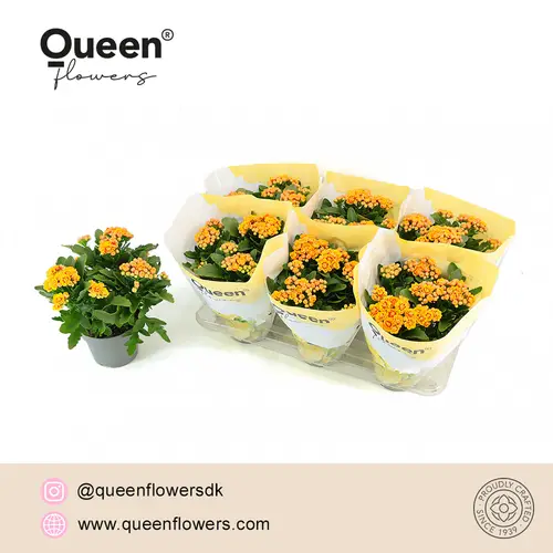 Kalanchoe Gef. gelb Lausanne T14 H026