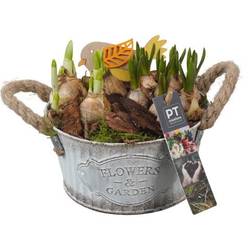 Zwiebel.Arr mix PTBM3768 T16 H018