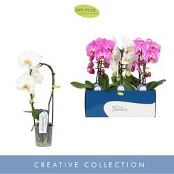 Phal.1-R mix Fontano T09 H050
