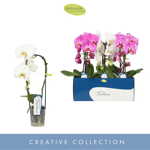 Phal.1-R mix Fontano T09 H050