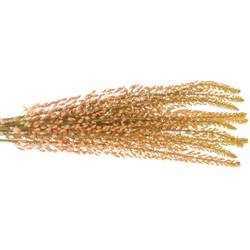 Eremurus rosa Pink floyd 90cm