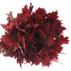 Eichenlaub rot gekocht 80cm