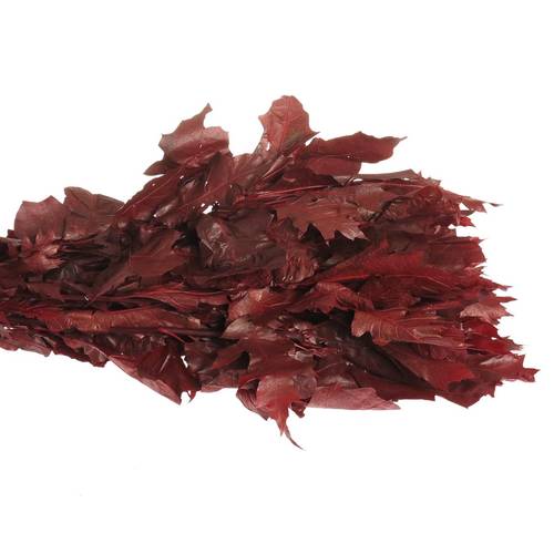 Eichenlaub rot gekocht 80cm