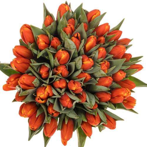 Tulpe orange Striker 38 Gramm
