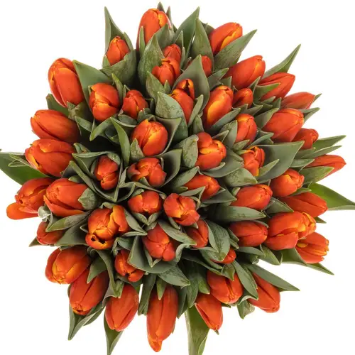 Tulpe orange Striker 38 Gramm