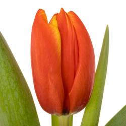 Tulpe orange Striker 38 Gramm