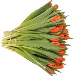 Tulpe orange Striker 38 Gramm