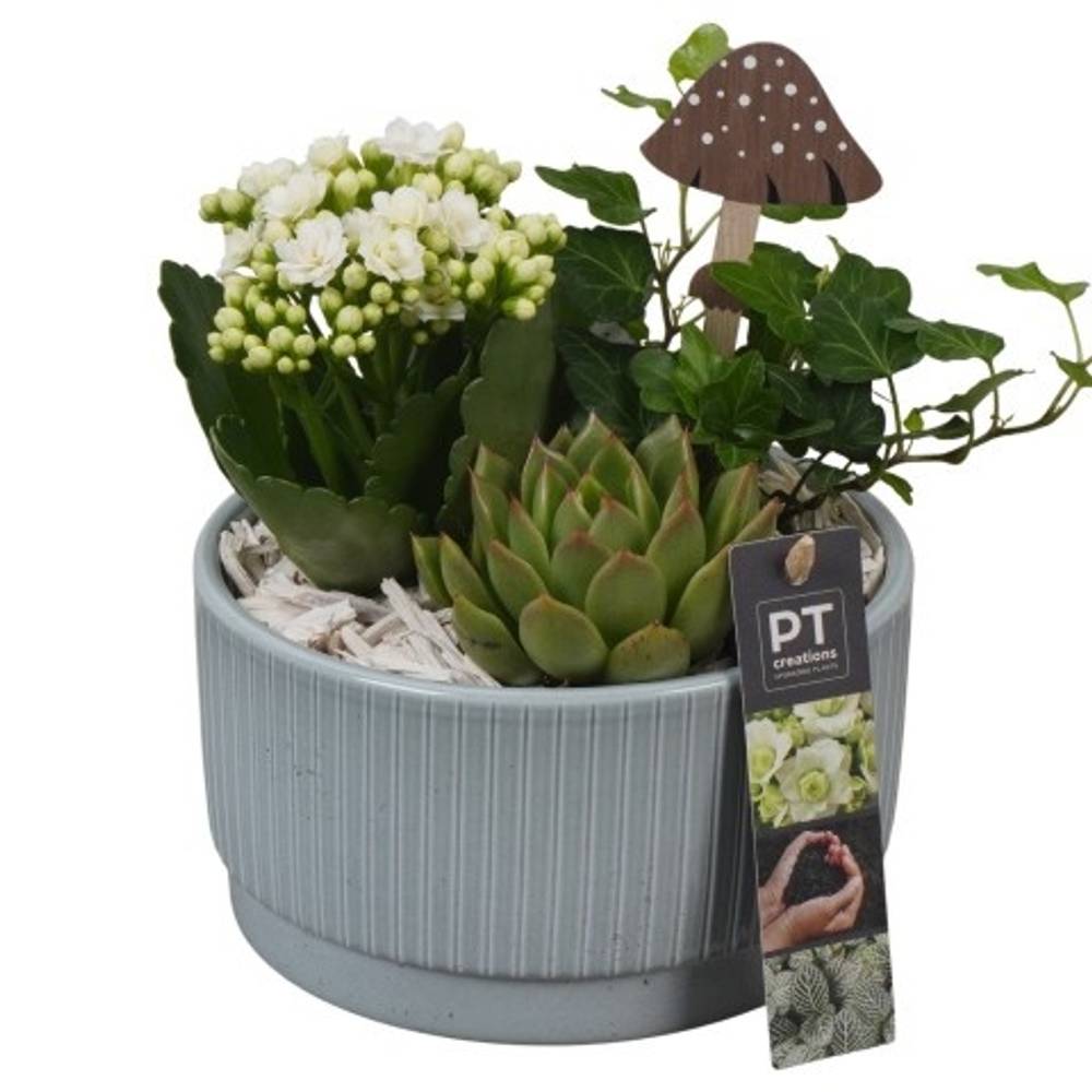 Kal.Arr PTHI5569 Herbst T16 H019