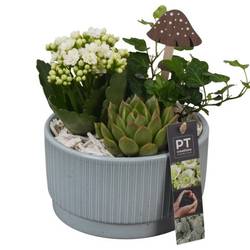 Kal.Arr PTHI5569 Herbst T16 H019