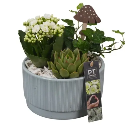 Kal.Arr PTHI5569 Herbst T16 H019