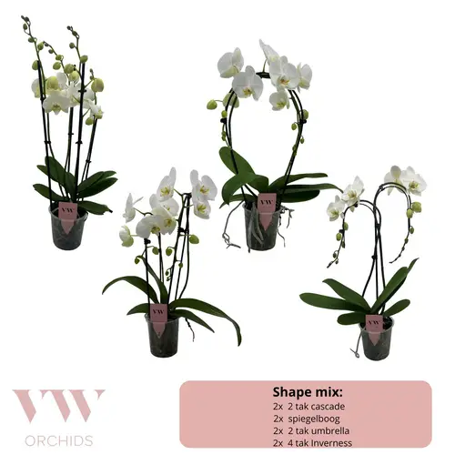 Phal.2-R weiss Formen T12 H055