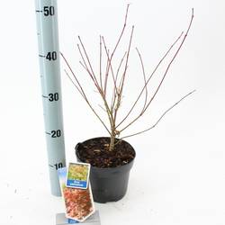 Acer Palmatum T17 H040