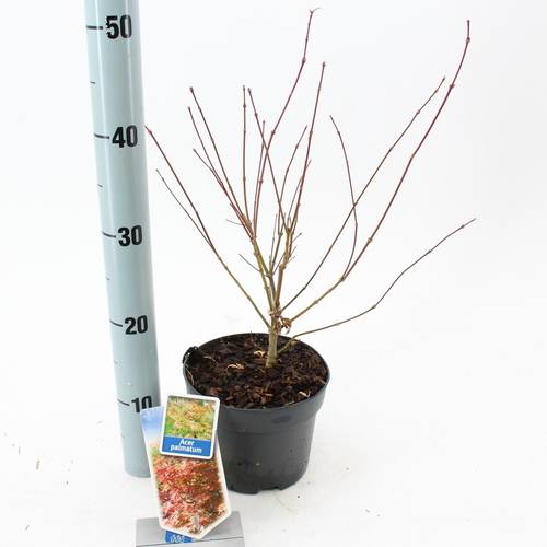Acer Palmatum T17 H040