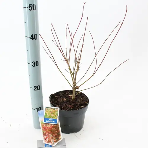 Acer Palmatum T17 H040