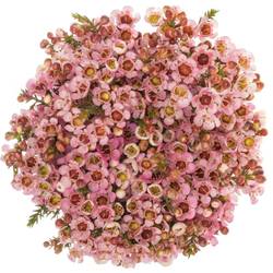 Wachsflower rosa Sarah s Delight 25 Gramm 55cm