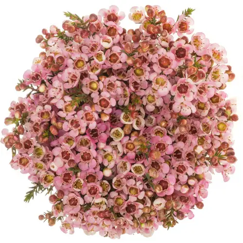Wachsflower rosa Sarah s Delight 25 Gramm 55cm