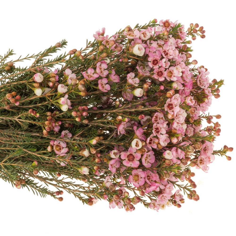 Wachsflower rosa Sarah s Delight 25 Gramm 55cm