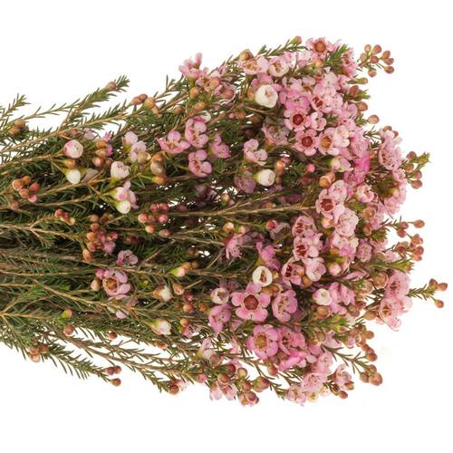 Wachsflower rosa Sarah s Delight 25 Gramm 55cm