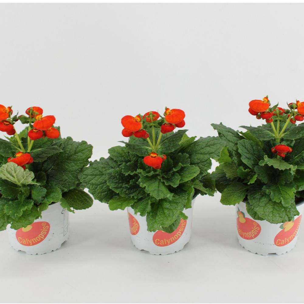 Calceolaria orange T15 H030