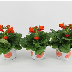 Calceolaria orange T15 H030