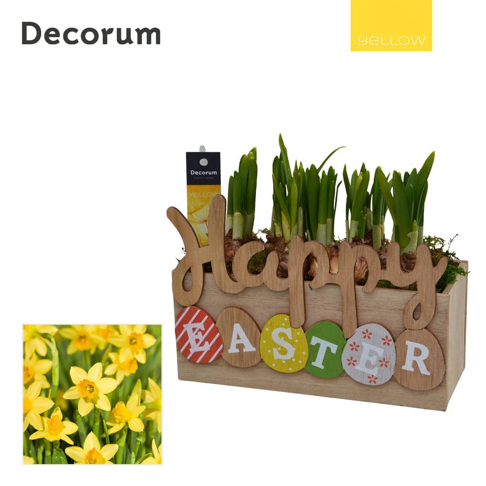 Narzis.Arr HL15825 Ostern T21 H015