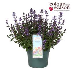 Nepeta violett Purrsian Blue T19 H035