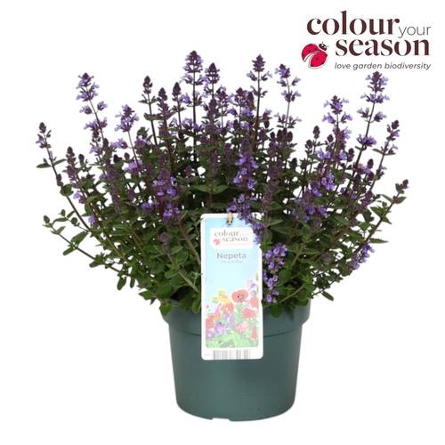 Nepeta violett Purrsian Blue T19 H035