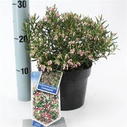Andromeda Polifolia Compacta T17 H030
