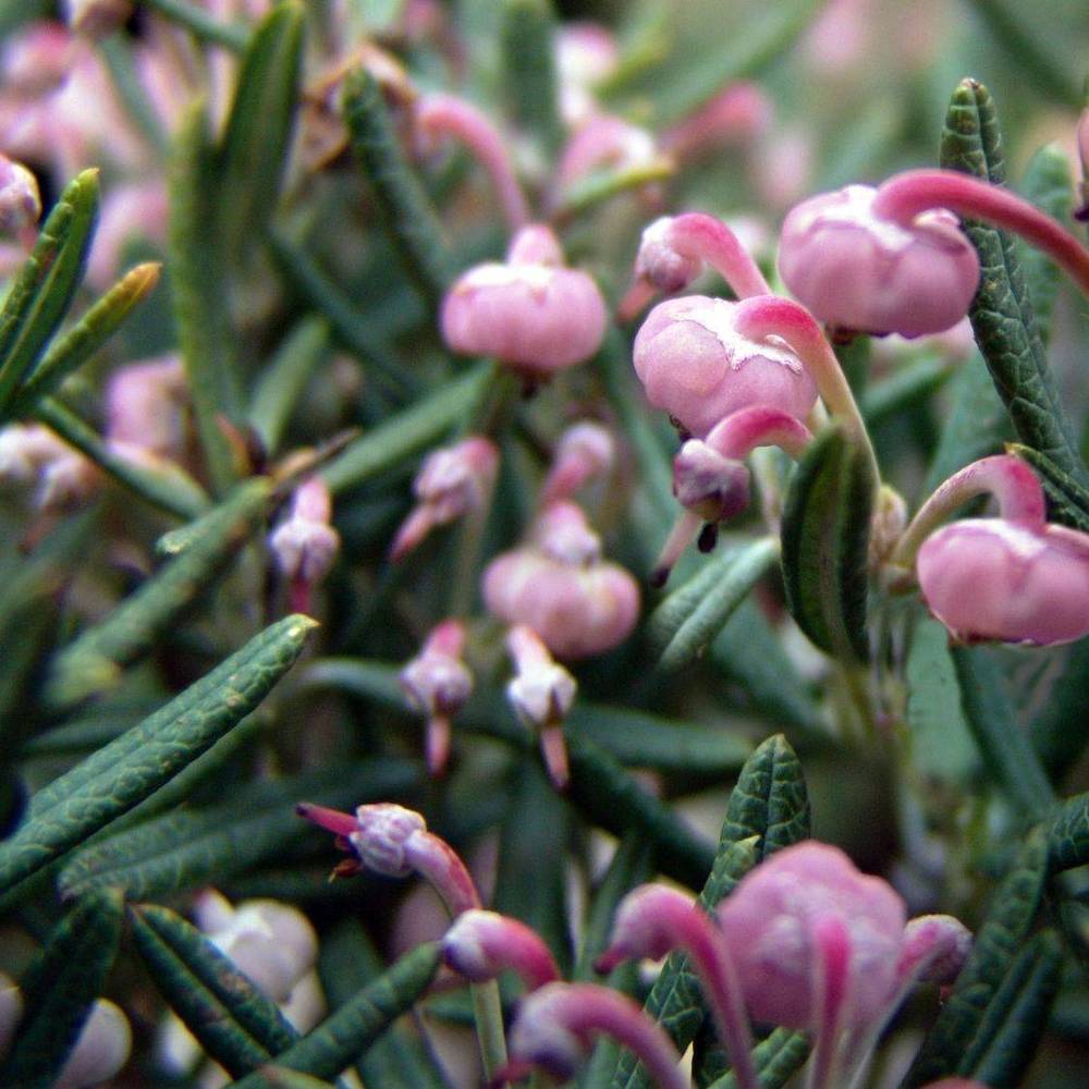 Andromeda Polifolia Compacta T17 H030