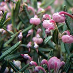 Andromeda Polifolia Compacta T17 H030