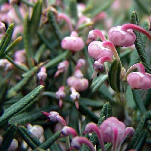 Andromeda Polifolia Compacta T17 H030