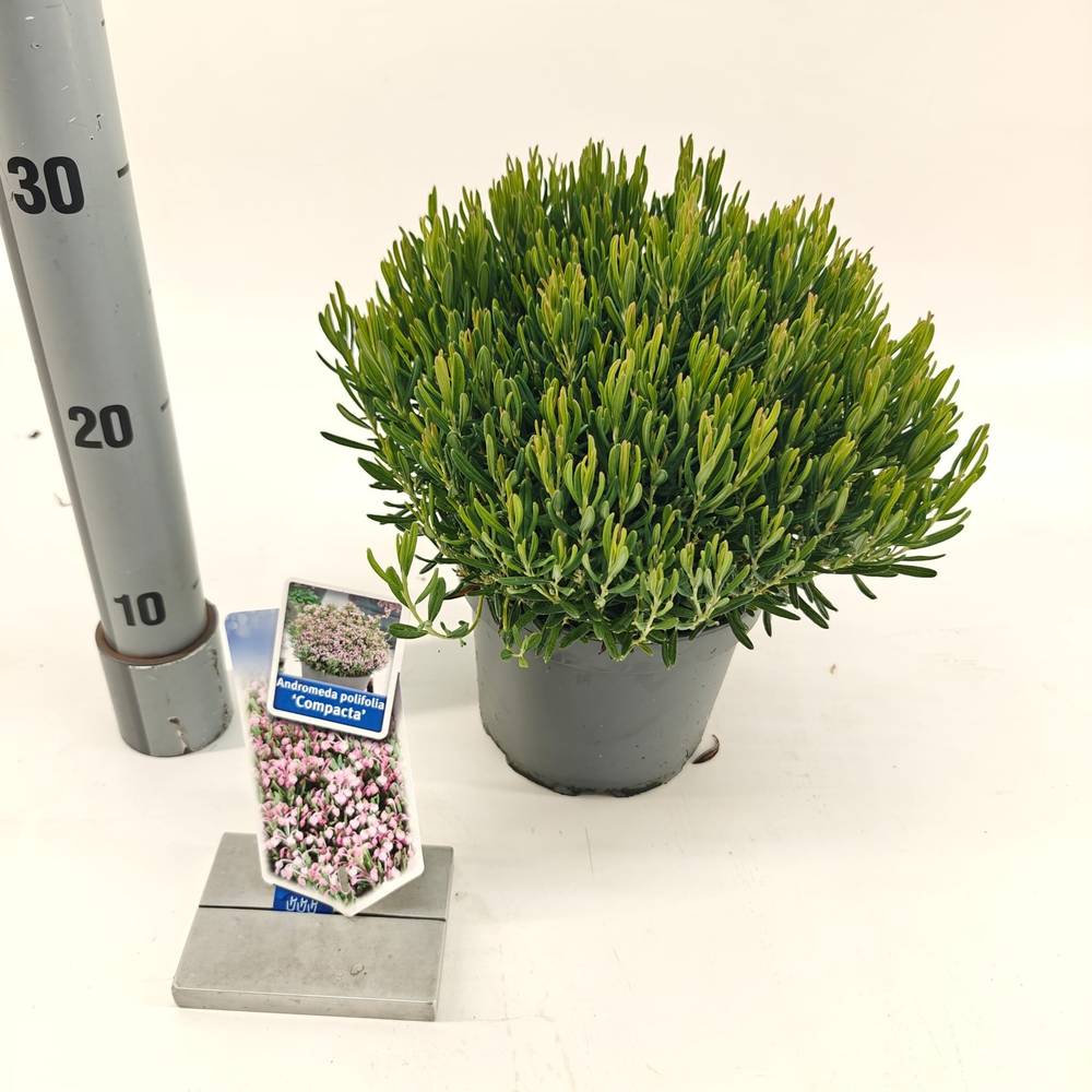 Andromeda Polifolia Compacta T17 H030