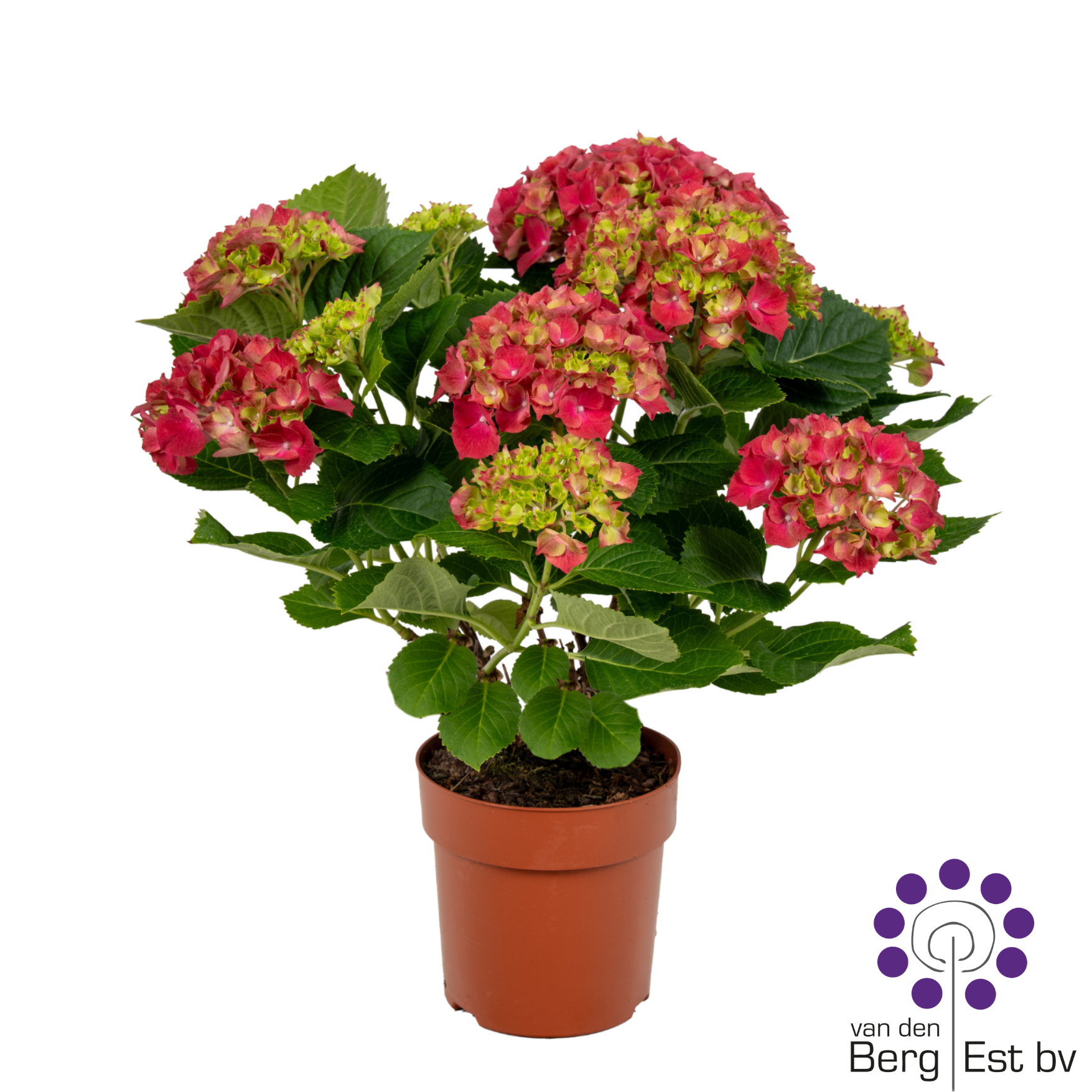 Hortensie rot 9+Blüte T14 H035