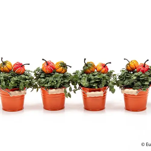 Callisia Repens im Topf orange T06 H015