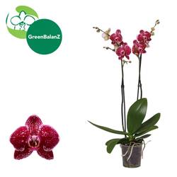Phal.2-R Education T12 H055